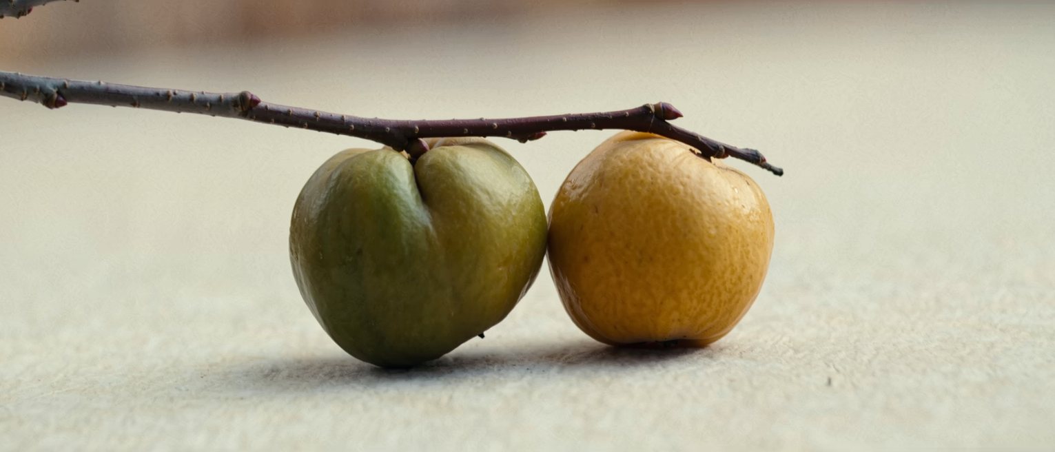 two quinces on one branch, one still hard and green, the other gone gold