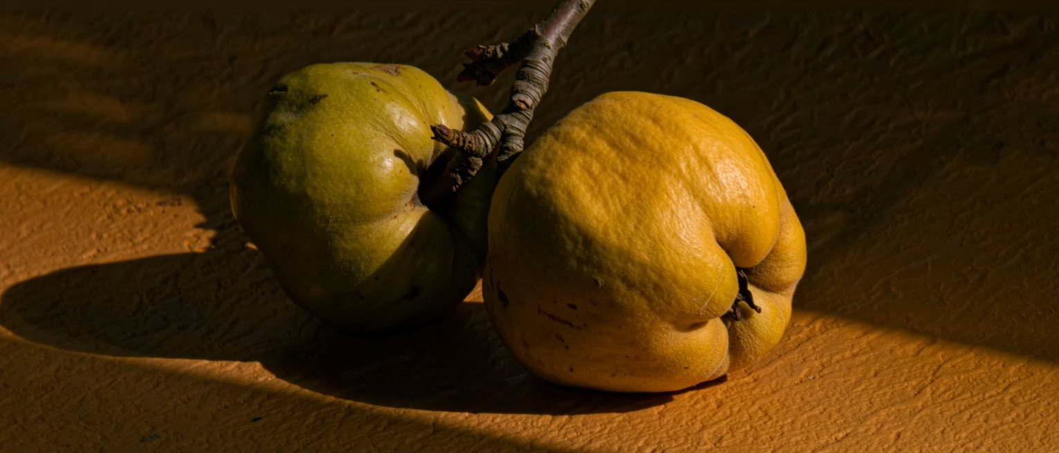 two quinces on one branch, one still hard and green, the other gone gold