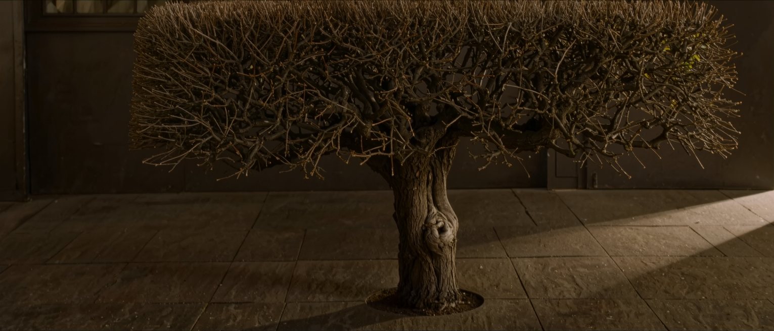 a pollarded willow cut back to the same crown for fifty years, the knuckle swollen