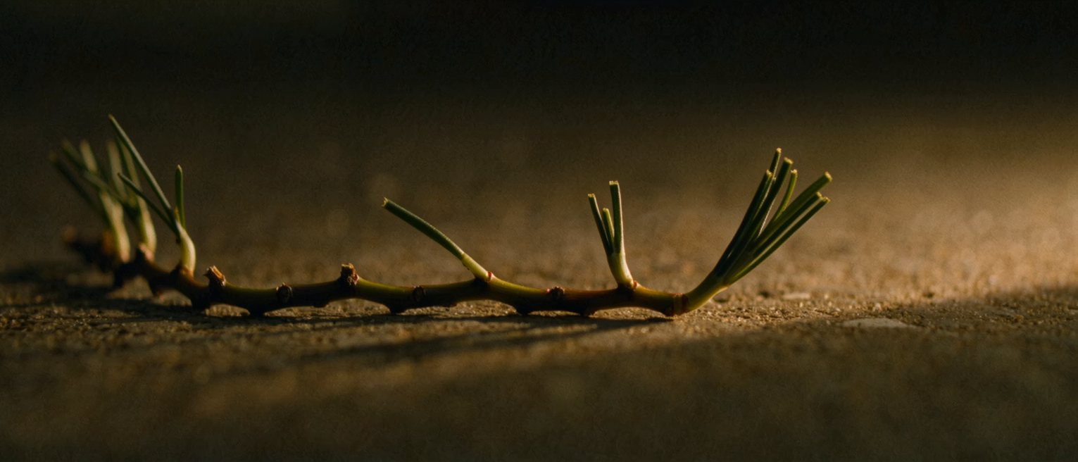a laid hedge with its stems part-cut and bent along the line, every one still living