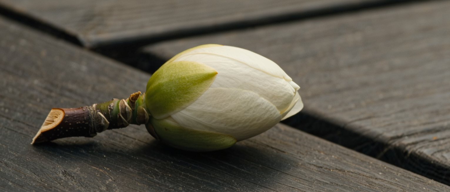 a single camellia bud, still closed, on a cut branch laid on dark wood