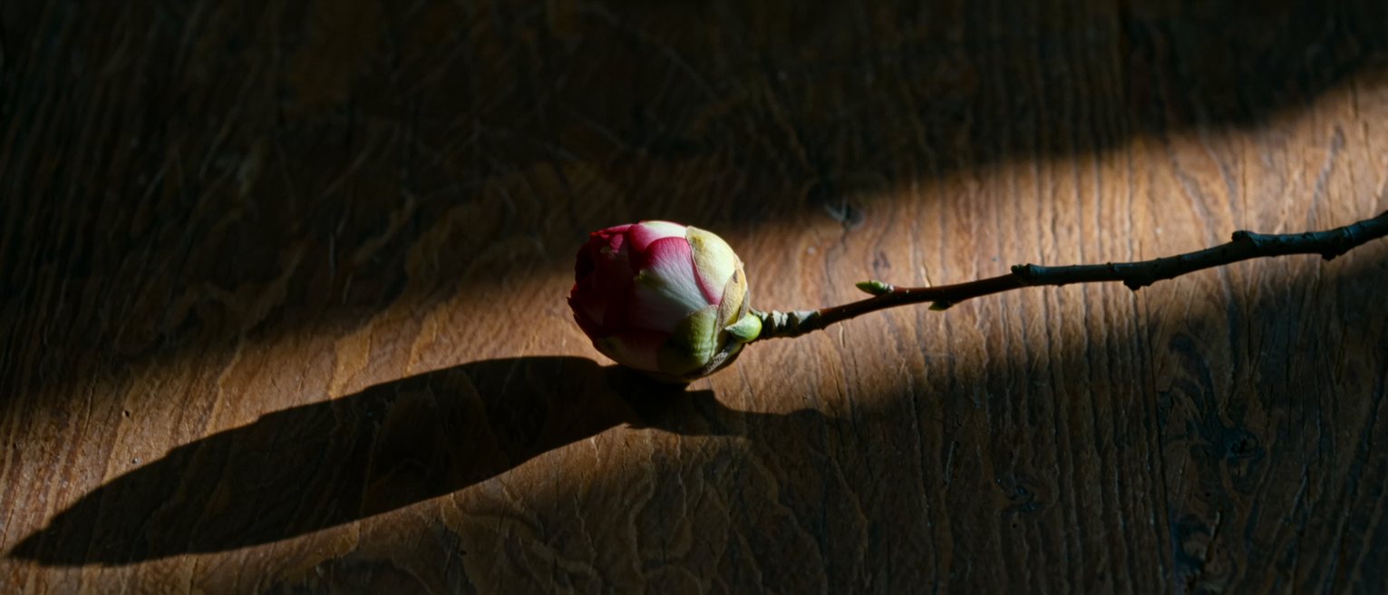 a single camellia bud, still closed, on a cut branch laid on dark wood