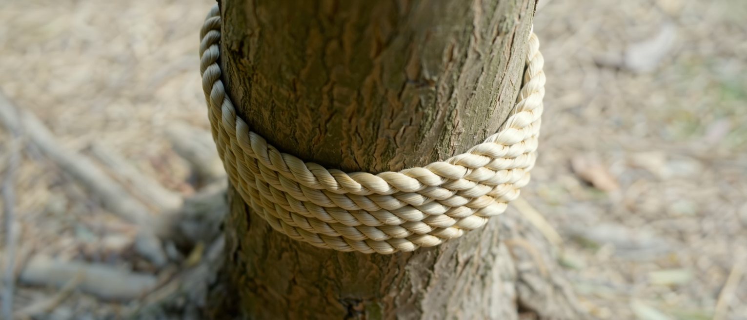a length of shimenawa rice-straw rope bound around a tree trunk, the plaiting tight