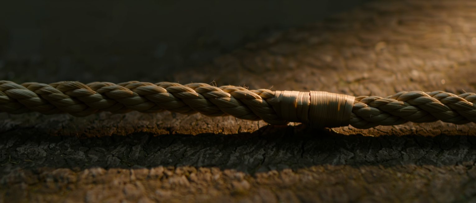 a length of shimenawa rice-straw rope bound around a tree trunk, the plaiting tight